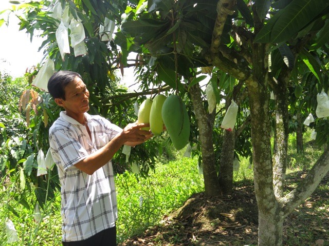 Dông Thap : une fruticulture... fructueuse   - ảnh 2